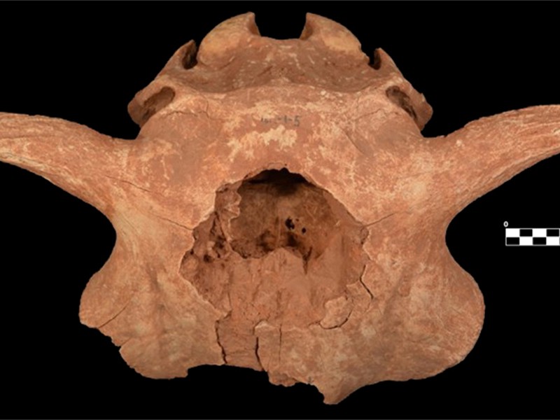 CK302 Vore Bison crania