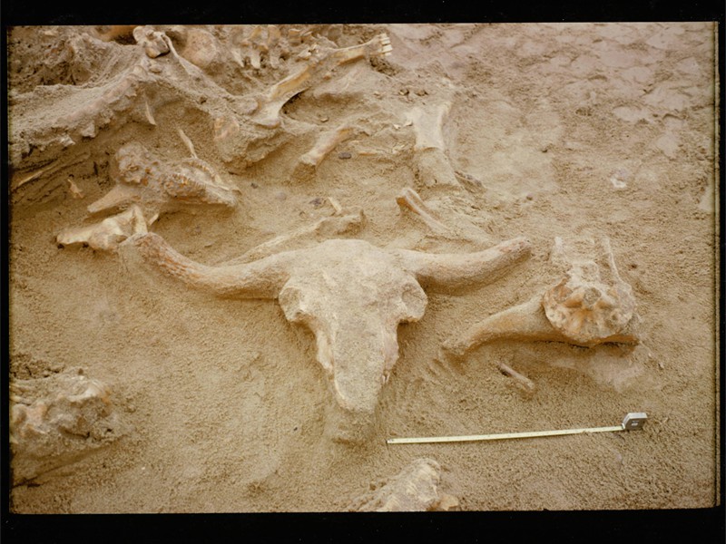 NA304 bison excavation photo