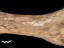 WA322 Colby mammoth bone